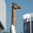 Balkenhol Homme-Girafe Arte