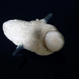 Anaïs Tondeur_I.55_Spécimen pathologique, Courtesy de l'artsite et GV Art gallery 2